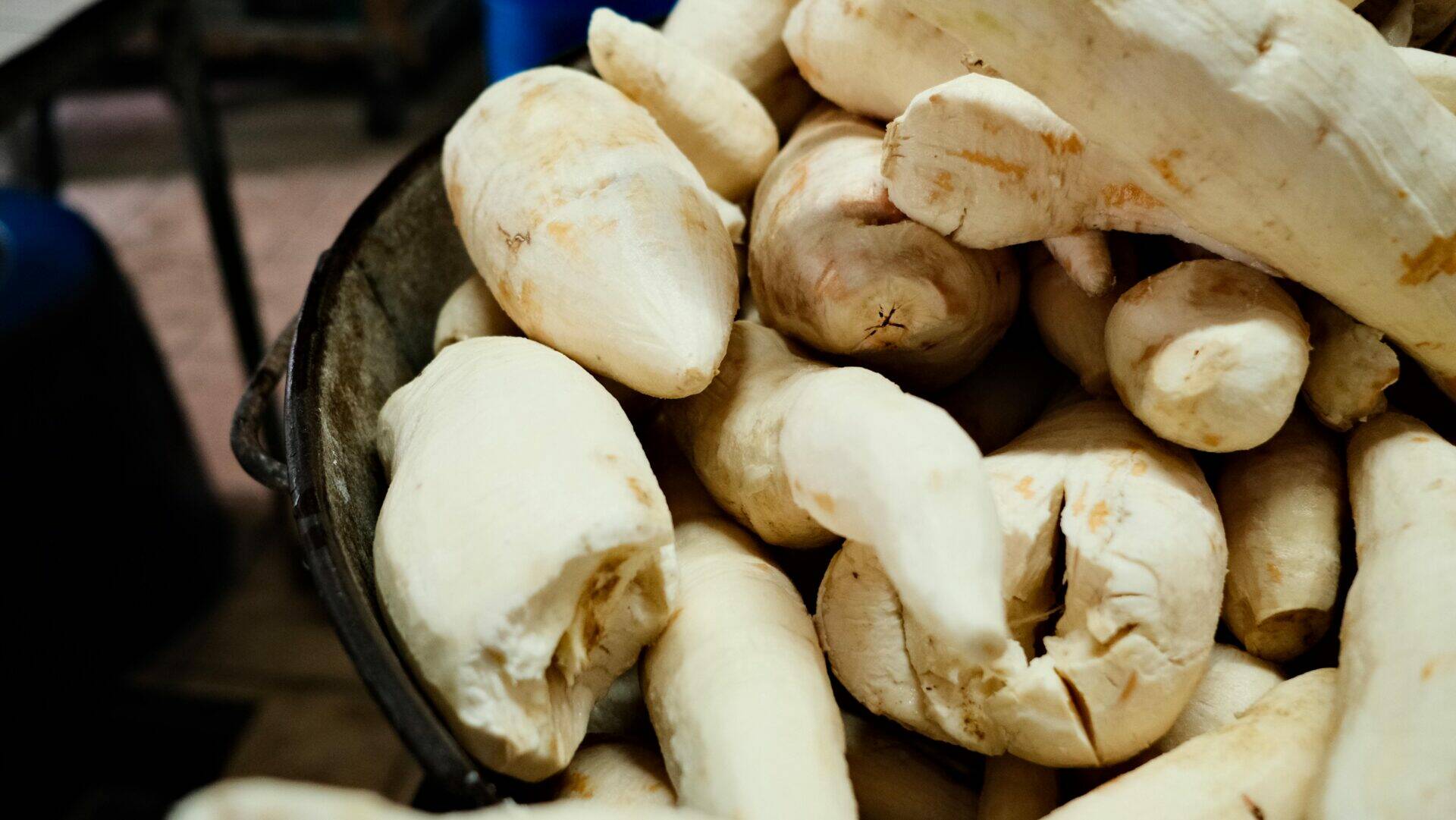 Plusieurs maniocs épluchés dans une bassine
