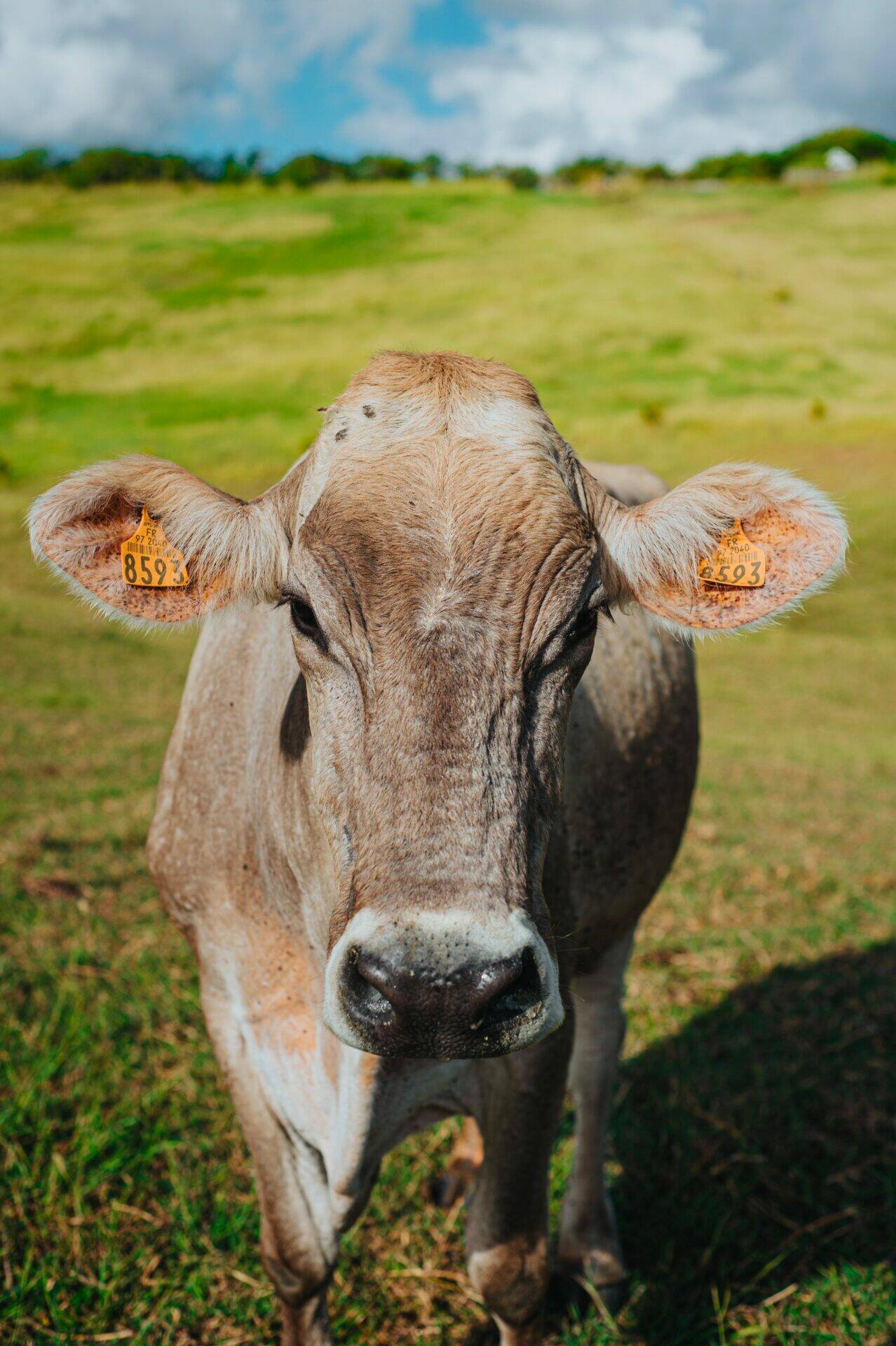 Vache