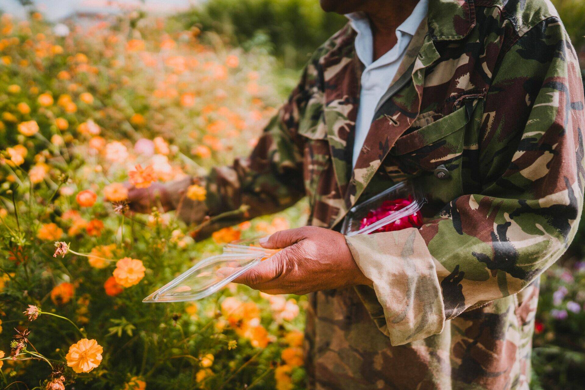 Rose-Hélène cueille des fleurs comestibles
