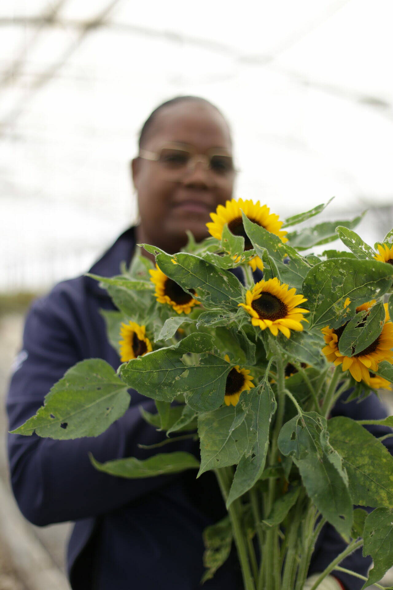 Fleurs de tournesol