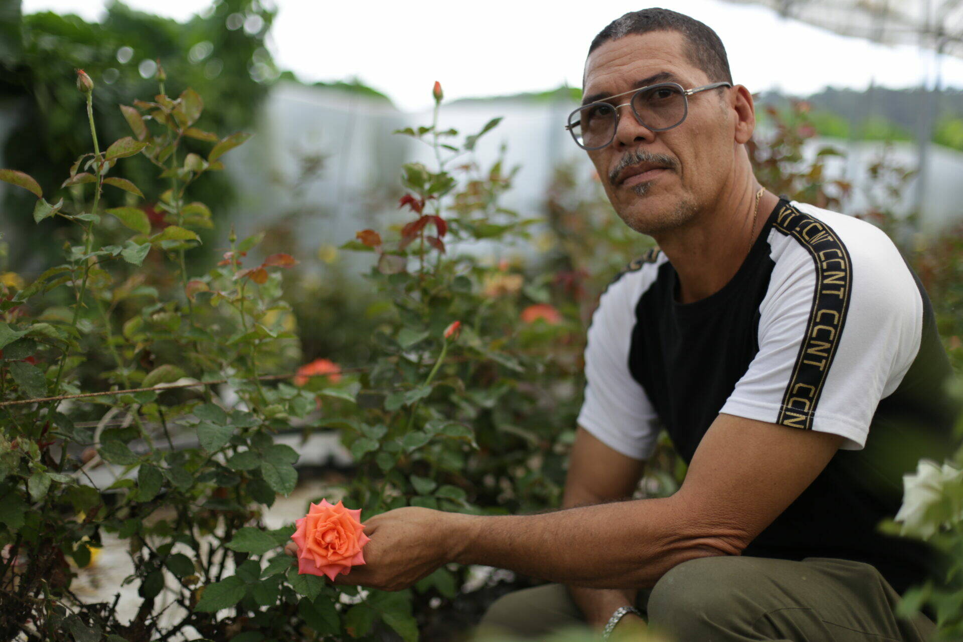 Rose tenue par un des salariés des Jardiniers du Nord