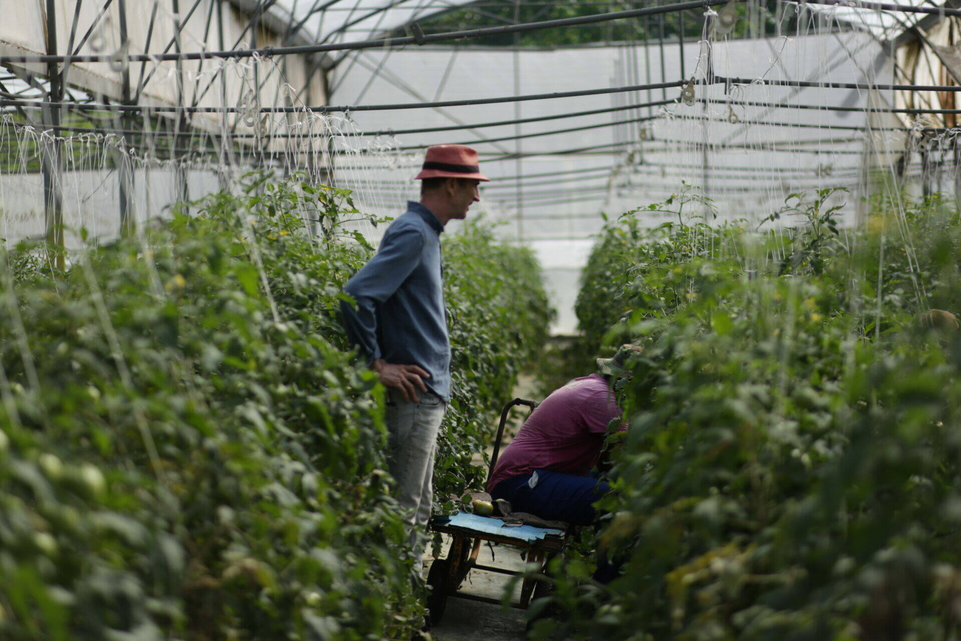 Arnaud et un salarié des jardiniers des mornes au travail dans un champ