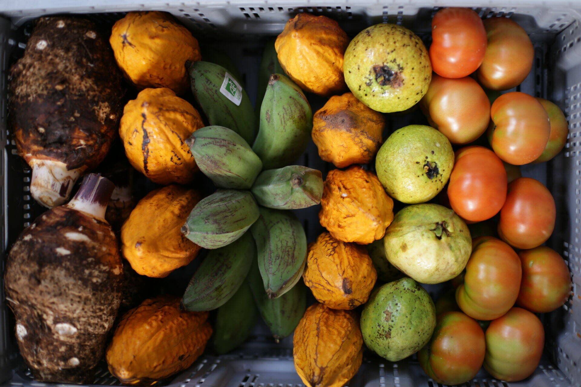 Ensemble de fruits et légumes issu de la ferme