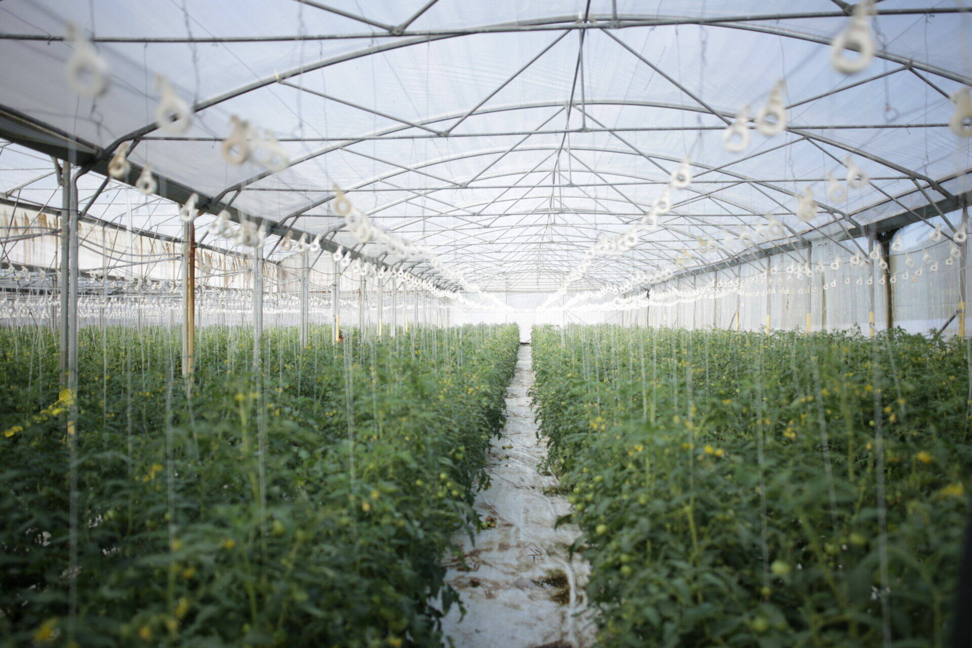 Plantation de tomates sous serre